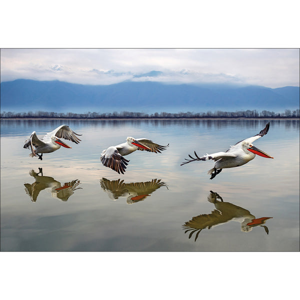 Flying Dalmation Pelicans by Xavier Ortega