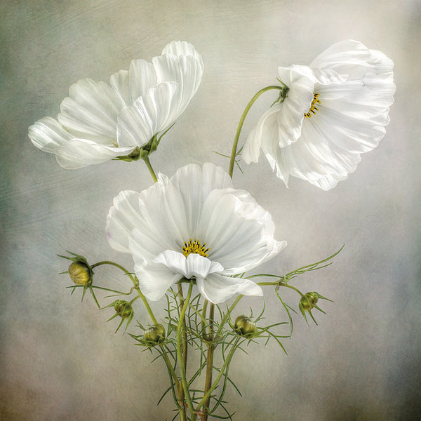 Cosmos Charm by Mandy Disher