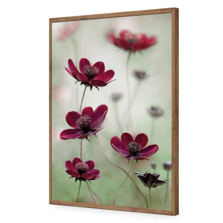 Cosmos Sway By Mandy Disher Wall Art