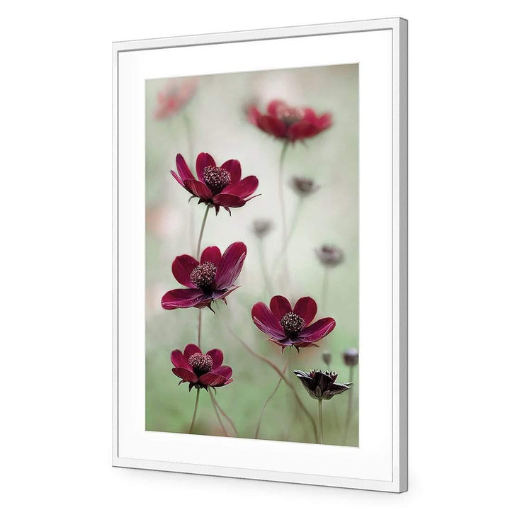 Cosmos Sway By Mandy Disher Wall Art