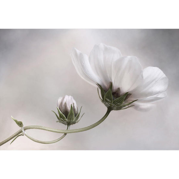 Simply Cosmos By Mandy Disher Wall Art