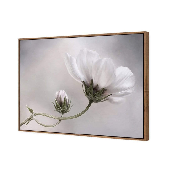 Simply Cosmos By Mandy Disher Wall Art