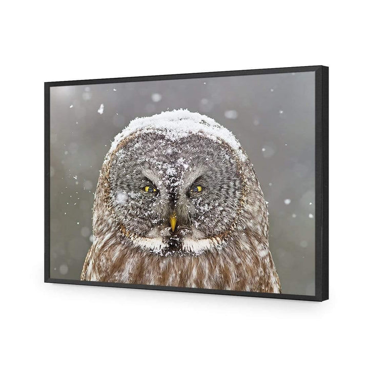 Great Grey Owl Winter Portrait By Mircea Costina Wall Art