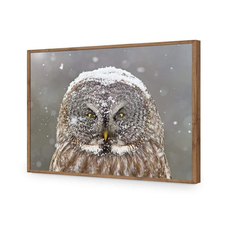 Great Grey Owl Winter Portrait By Mircea Costina Wall Art