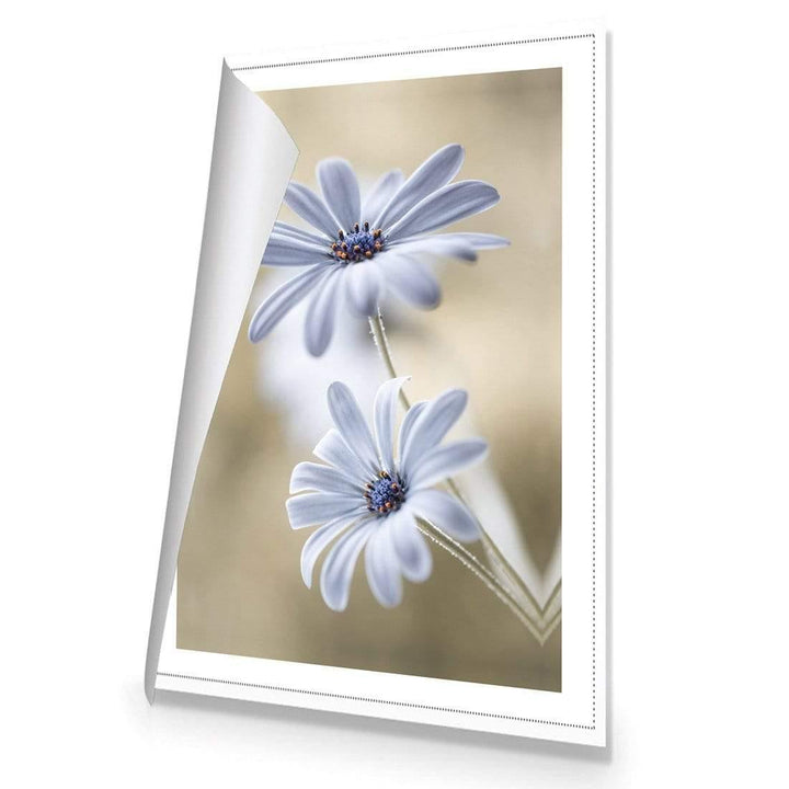 Blue Daisies By Mandy Disher Wall Art
